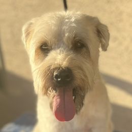 Piper - Soft Coated Wheaten Terrier