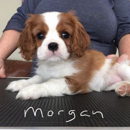 Cavalier King Charles Spaniel and Xoloitzcuintli Puppies from Kingslee Cavaliers