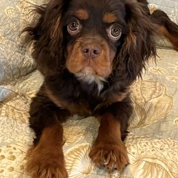 Winston - Chocolate male Cavalier King Charles Spaniel puppy in Caldwell, Idaho from Treasure Valley Poodles