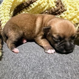 Red Black Male - Black and red male Chihuahua puppy in Sherwood, Arkansas from Bartelt Breeders