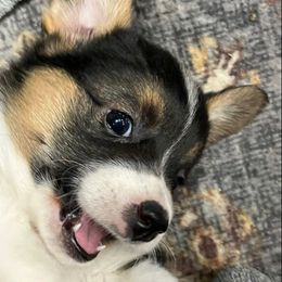 Firecracker - Black and tan Pembroke Welsh Corgi puppy in Clarksdale, Missouri from Conley Pembroke Welsh Corgis