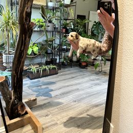 Miniature American Shepherd and Miniature Australian Shepherd Puppies from Whiskeytown Aussies