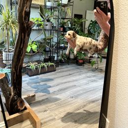 Miniature American Shepherd and Miniature Australian Shepherd Puppies from Whiskeytown Aussies