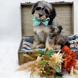 Biscuit - Blue merle male Bernedoodle puppy in Statesville, North Carolina from Doodle Babies