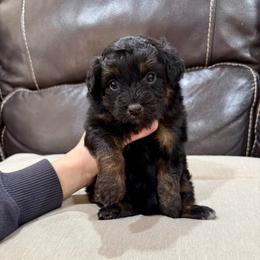 Clue - Black phantom female Aussiedoodle puppy in Heber City, Utah from Junipersdoodles