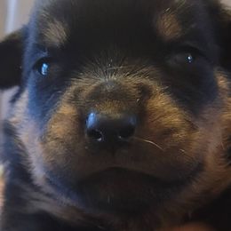 Rottweilers from Brickcity Rottweiler