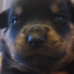 Rottweilers from Brickcity Rottweiler