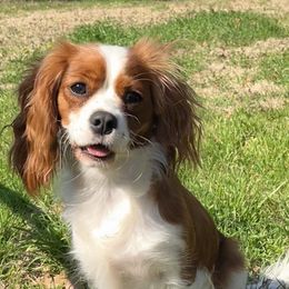 Gabby - Cavalier King Charles Spaniel