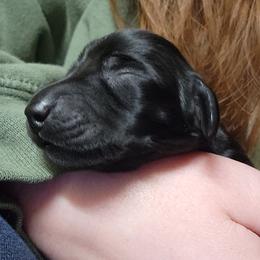 Disco - Black female Dachshund puppy in Cedarcreek, Missouri from Cedarcreek Dachshunds