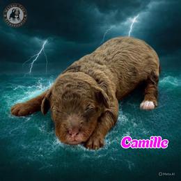 Camille - Chocolate merle female Bernedoodle puppy in Banner Elk, North Carolina from Walnut Tree Bernedoodles