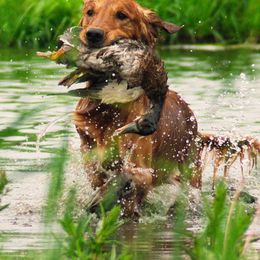 Golden Retrievers from RedMark Retrievers