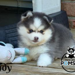 Wendy - Blue female Pomsky puppy in Eastman, Georgia from Once Upon A Pomsky
