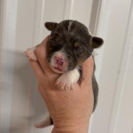 Eve - Blue female Pembroke Welsh Corgi puppy in Bloomfield, Iowa from Beebe’s Corgis | Seven B Corgi Co