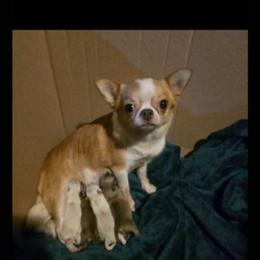 Chihuahua puppies from Blissful’s Chihuahuas