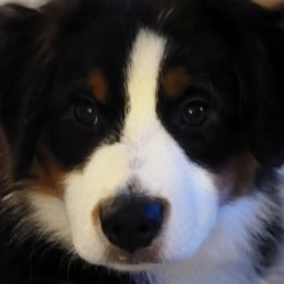 Reagan - Miniature American Shepherd puppy in Bella Vista, Arkansas from All About Me Miniature American Shepherds