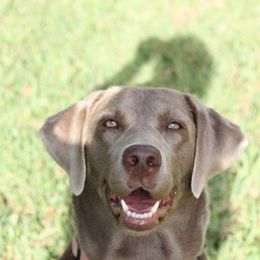Dilute Retriever All Grown Up from Longleaf Labradors