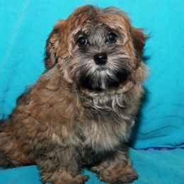 Havanese from Champaña Havanese