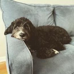 Aussiedoodle, Australian Shepherd, Poodle, Shihpoo, and Shih Tzu Puppies from Rockiń N Kennel