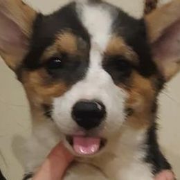 American Corgis from Lake Creek Corgis
