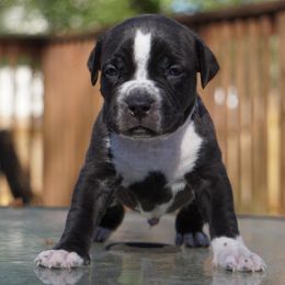 American Bully Puppies from Herrera’s K9’s