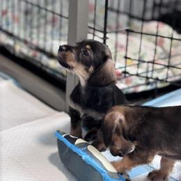 Companion Cross, Dachshund, and Miniature Schnauzer Puppies from Sheri Lauritsen