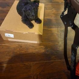 Scottish Terrier Puppies from Casie Scottish Terriers