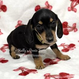 Black and Tan Female Smooth Coat - Black and tan female Dachshund puppy in Cleveland, Tennessee from Kelly's Doxie Farm