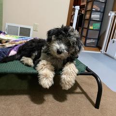 Bordoodle Puppies from Brisby Bordoodles