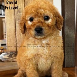 David Frizzell - Apricot male Goldendoodle puppy in Lancaster, Minnesota from North Star Dog Training
