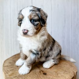 Onyx - Blue merle male Aussiedoodle puppy in Arlington, Washington from Doodle Love Laugh