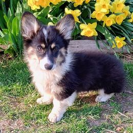Abellona - Black and tan Pembroke Welsh Corgi puppy in Ellensburg, Washington from Faery Mount Farm