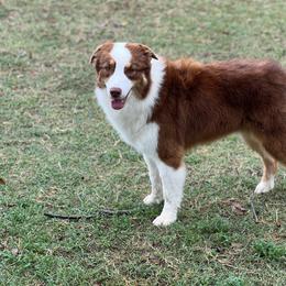Payday - Red tri-color male Australian Shepherd puppy in De Leon, Texas from Oceanwood