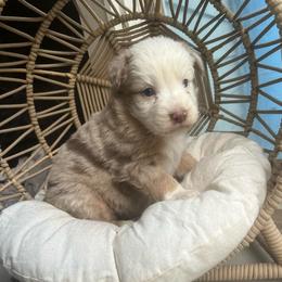 Stevie - Red merle female Australian Shepherd puppy in Grants Pass, Oregon from Carmel Mountain Aussies