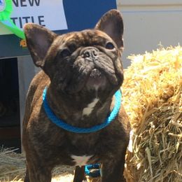 French Bulldog All Grown Up from Sierra Moon Frenchies