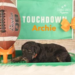 Archie - Phantom male Bernedoodle puppy in Heyworth, Illinois from Cobble Creek Puppies