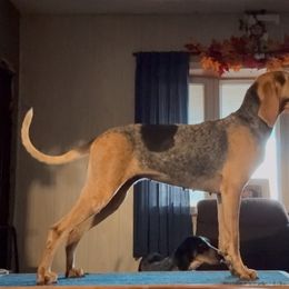 Raven - American English Coonhound