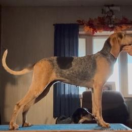 Raven - American English Coonhound