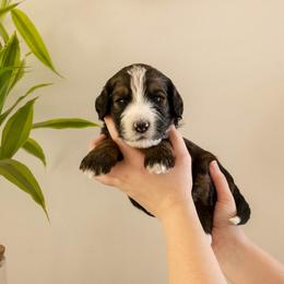 Eleanor Ribgy - Sable female Bernedoodle puppy in New River, Arizona from Sonoran Standard Doodles