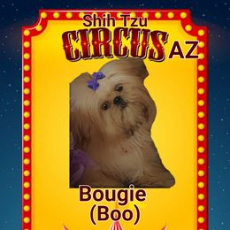 BOO - Shih Tzu