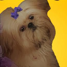BOO - Shih Tzu