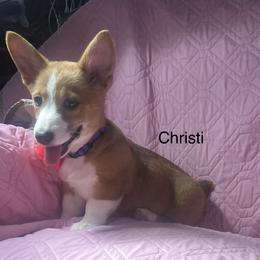 Christi - White and red female Pembroke Welsh Corgi puppy in New Waverly, Texas from Corgie & Cream Paradise