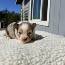 Trumpet - Blue merle male Miniature Australian Shepherd puppy in Lakeport, California from Akins Aussies/Wild Rose Ranch