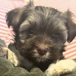 Havanese from Natalie’s Havanese