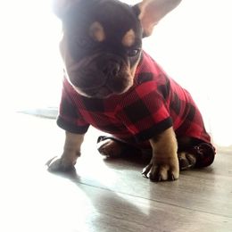 French Bulldog Puppies from Frenchie Farm Abode