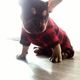 French Bulldog Puppies from Frenchie Farm Abode