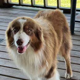 Luke - Australian Shepherd