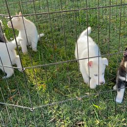 Siberian Husky Puppies from Dacogetic