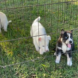 Siberian Husky Puppies from Dacogetic