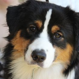 Australian Shepherds from Bellamist Aussies