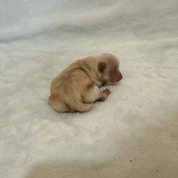 Johnny - Cream male Pomeranian puppy in Seneca, Missouri from Stephanie’s Puppy Colony